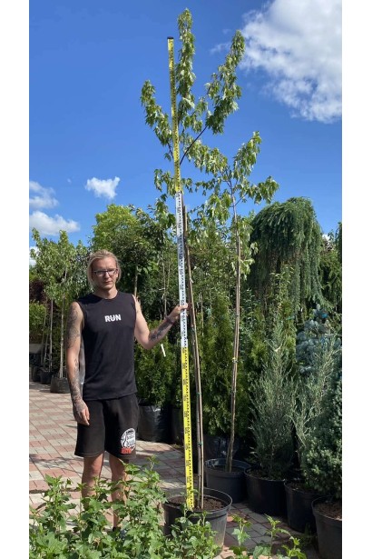 Клен сріблястий - 35л/вис.300-320см/Ø60-80см